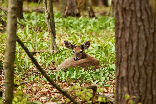 White tailed deer .Young deer with growing antlers lying in a wild garlic in state park in Wisconsin. © Jitka