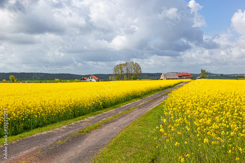 Rzepak - żółte kwiaty rzepaku - krajobraz rolniczy, Polska, Warmia i mazury