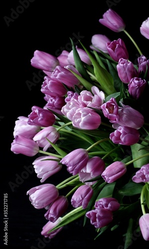  pink tulip spring bloom purple 
