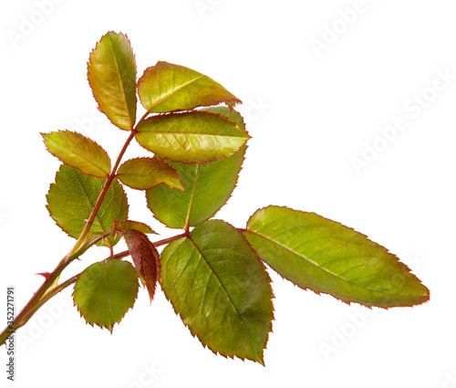 Young sprout of a rose bush with leaves isolated on a white background.