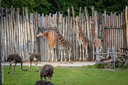 4 Rothschildgiraffen (Giraffa camelopardalis rothschildi) vor Palisadenzaun mit Blick nach links, im Vordergrund 3 Strauße, südafrikanische Blauhalsstrauße, Struthio camelus australis