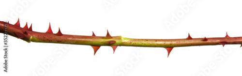 Green stem of a rose bush with spikes, isolated on white background, close-up