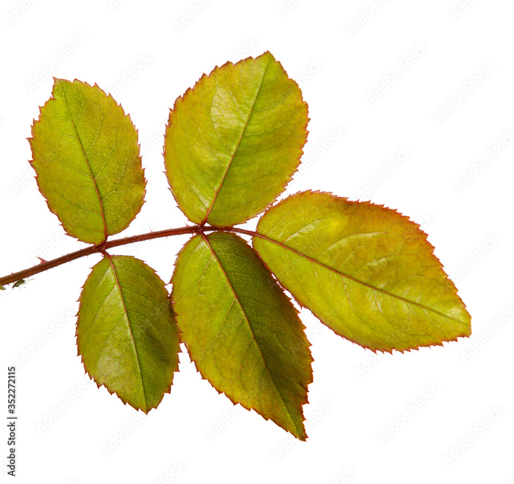Green rose bush leaf isolated on a white background, close-up Green rose bush leaf isolated on a white background, close-up