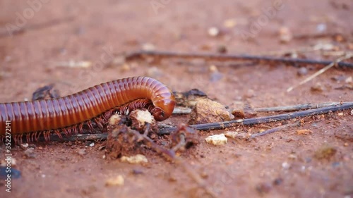 The red millipede is a small Reptile saw and has many legs. It is eating food. Macro shot photo