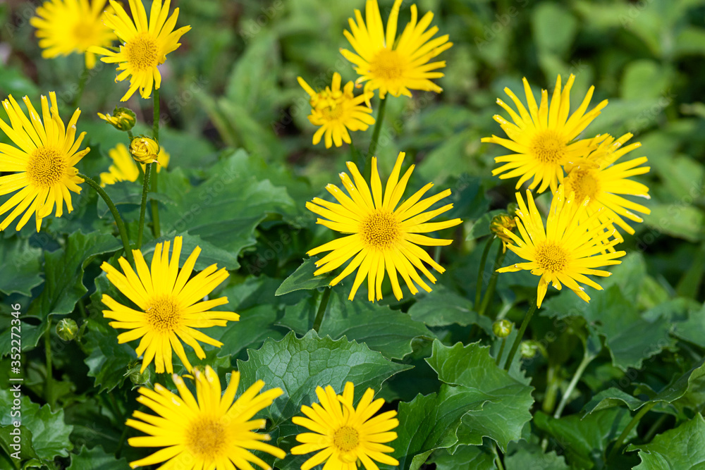 Austrian Leopard's Bane (Doronicum orientale) yellow flowers in summer garden Austrian Leopard's Bane (Doronicum orientale) yellow flowers in summer garden