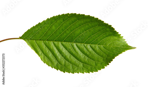 Green leaves of sweet cherry tree isolated on white background, close-up