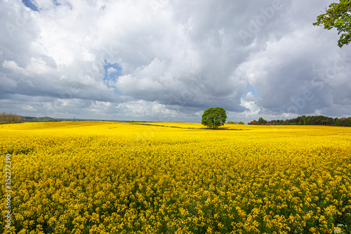 Fototapeta Naklejka Na Ścianę i Meble -  Rzepak - żółte kwiaty rzepaku - krajobraz rolniczy, Polska, Warmia i mazury