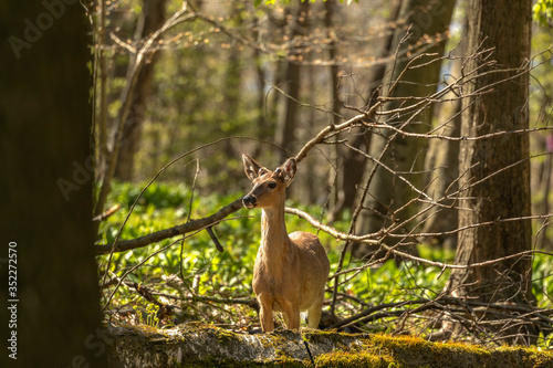 White-tailed deer  in spring forest. © Denny