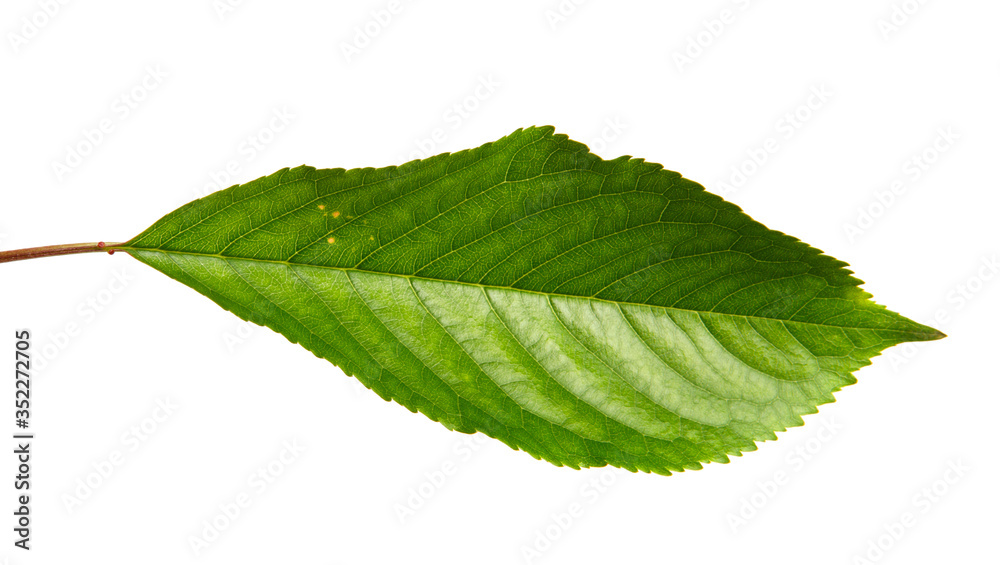 Fototapeta premium Green leaves of sweet cherry tree isolated on white background, close-up