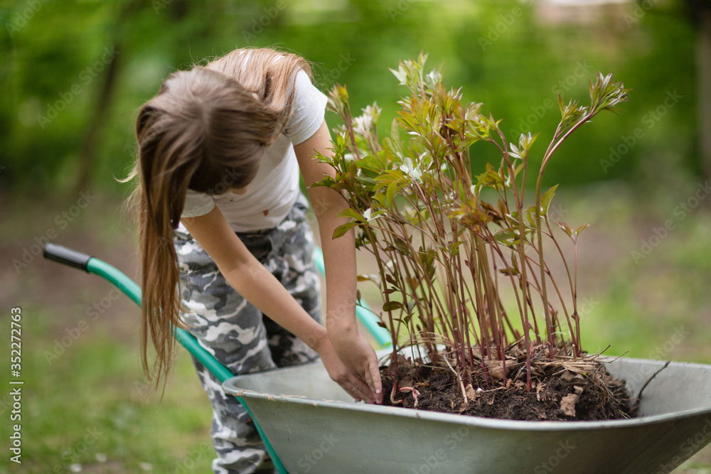 Φωτογραφία Caucasian girl child works in the garden, kid with a wheelbarrow transports peon