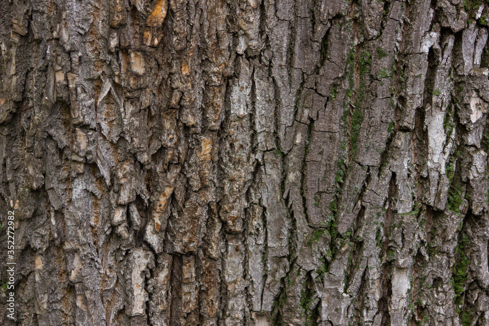Tree bark, bark, brown, young tree Tree bark, bark, brown, young tree