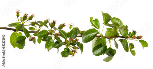 Pear tree branch with green leaves and young fruits, isolated on white background, close-up. Fruit tree sprouts, isolate