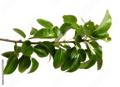 Pear tree branch with leaves isolated on a white background  closeup. Fruit tree sprouts  isolate