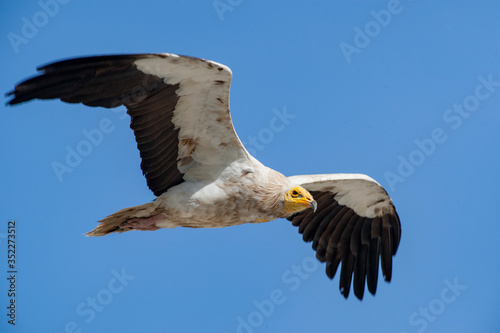 Egyptian Vulture  Neophron percnopterus  flies on the forehead of natural life.