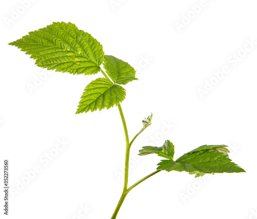Young raspberry bush sprouts isolated on a white background, closeup.