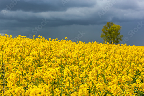 Fototapeta Naklejka Na Ścianę i Meble -  Rzepak - żółte kwiaty rzepaku - krajobraz rolniczy, Polska, Warmia i mazury