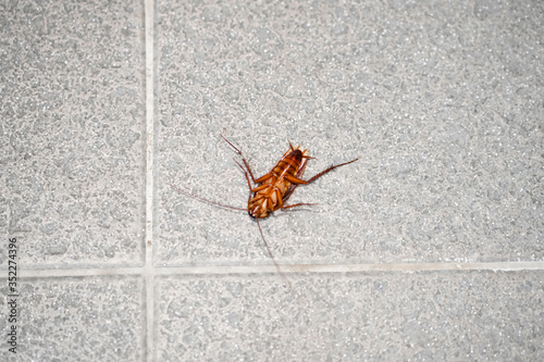 A huge cockroach on the floor. Insect pests in the house.