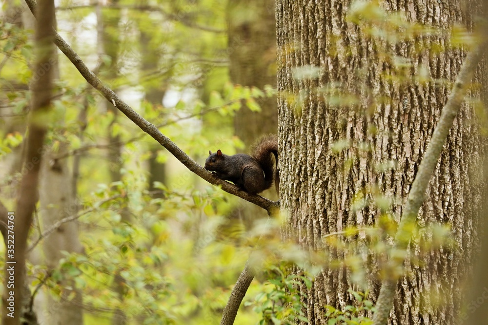 Eastern gray squirrel, black form in natural environment. Wisconsin state park.
Eastern gray squirrel, black form in natural environment. Wisconsin state park.