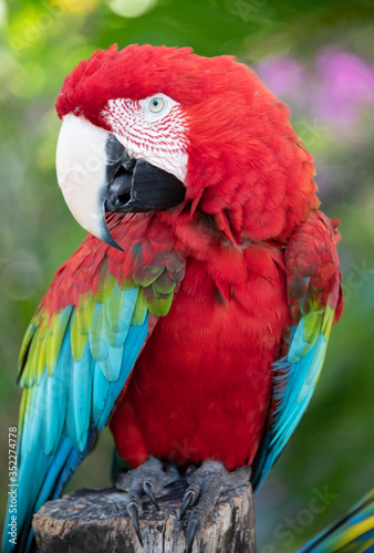 red green and blue macaw