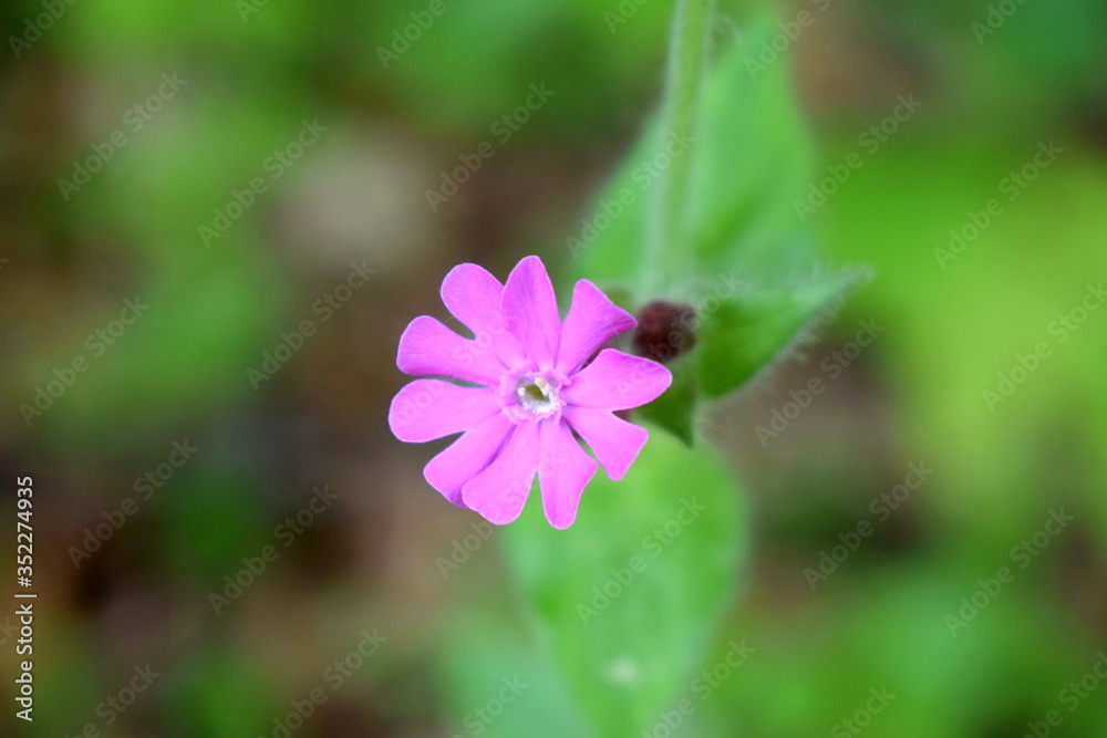 Fototapeta premium Sping