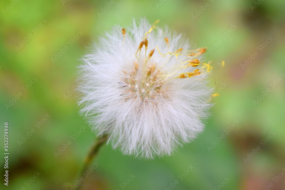 Sping Sping