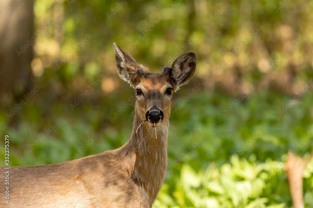 White-tailed deer  in spring forest.