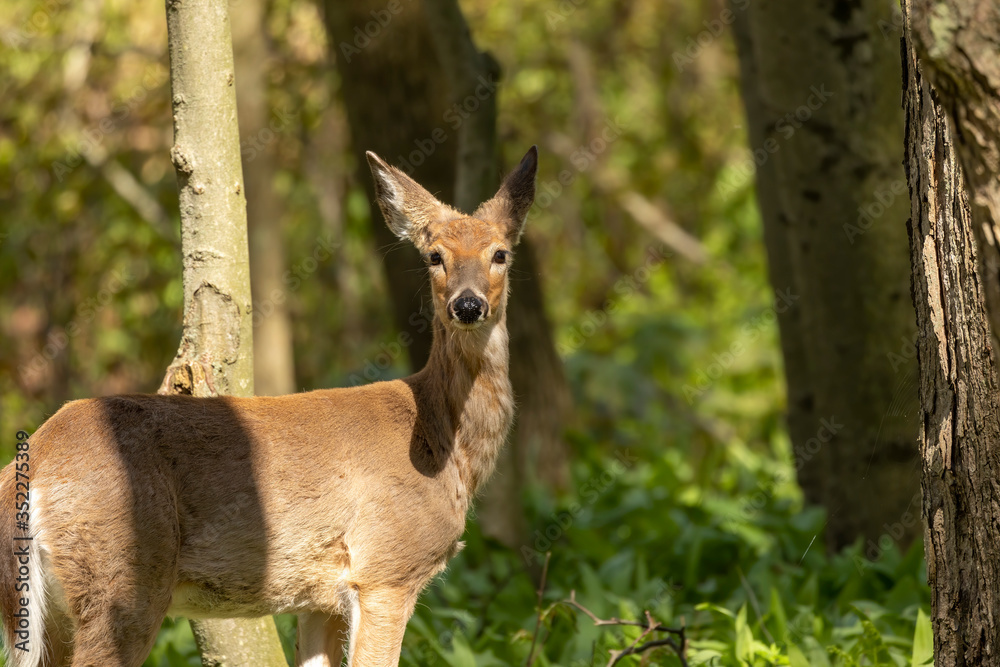 White-tailed deer in spring forest. White-tailed deer in spring forest.