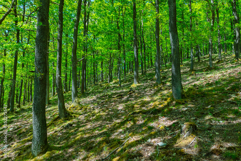 Wald am Morgen Wald am Morgen