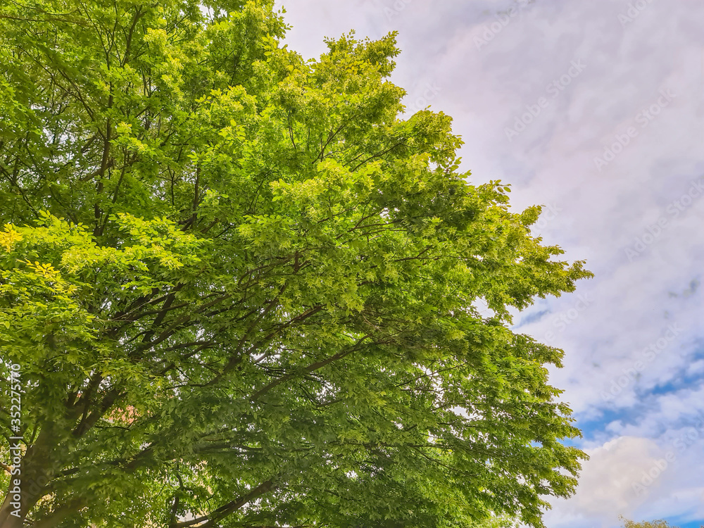 Green big old tree with sky view Green big old tree with sky view