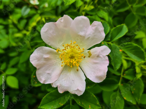 White pinkish Rose beauty of Nature flowers