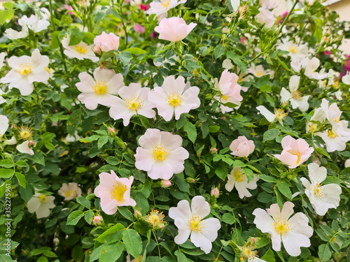Beautiful pink flowers in the garden nature landscape