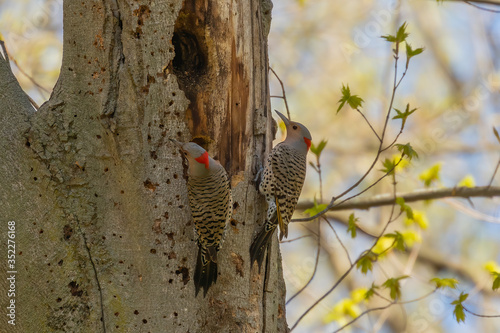 Bird. The northern flicker in spring. Natural scene from state park of Wisconsin.