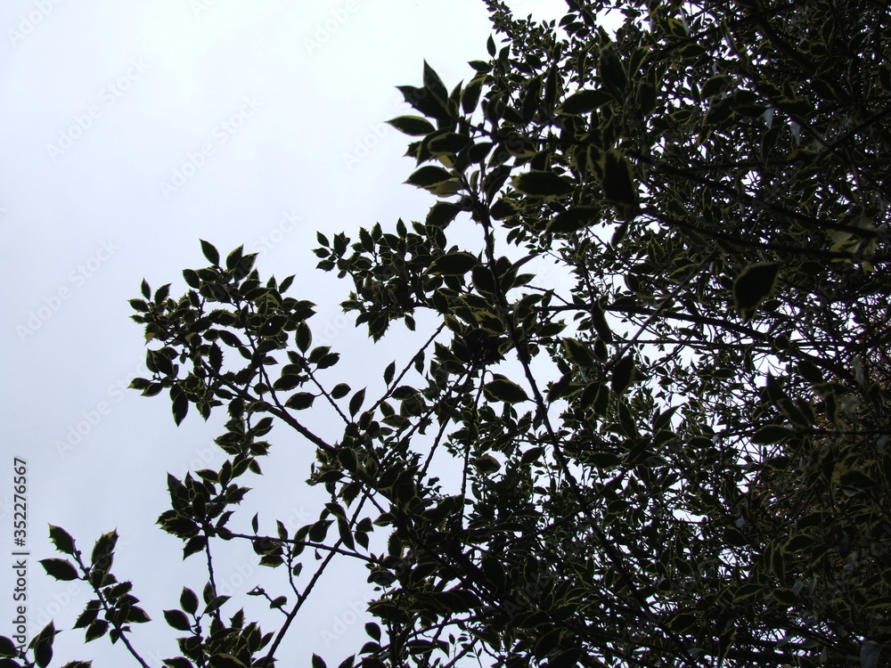tree branches against blue sky