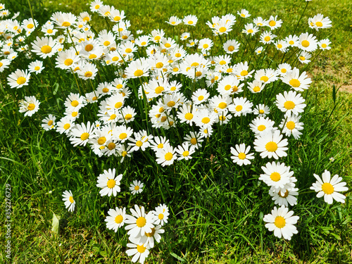 field of daisies