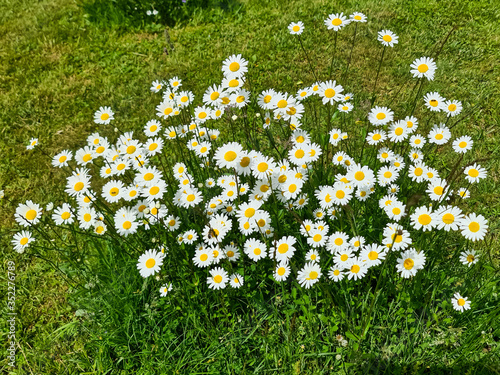 field of daisies