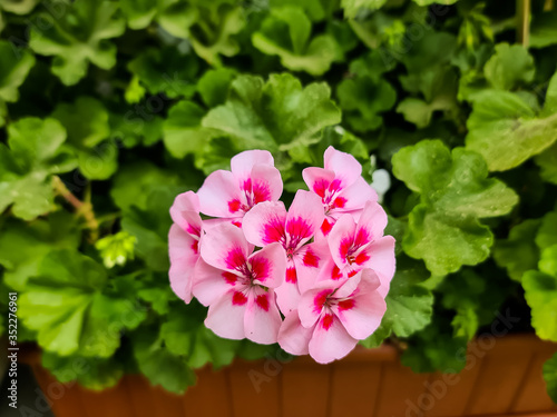 pink hydrangea flowers