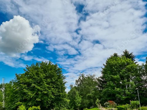 trees and sky