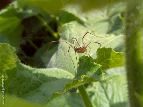 spider with long paws ran up green seedlings of cucumbers on a sunny day in macro photography