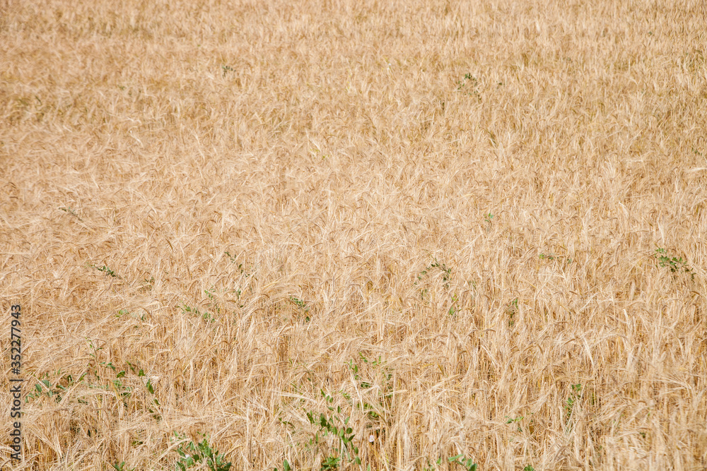 Fototapeta premium ripe Golden wheat in the field, wheat ears