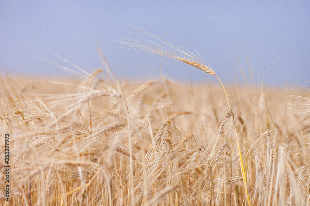 ripe Golden wheat in the field, wheat ears ripe Golden wheat in the field, wheat ears