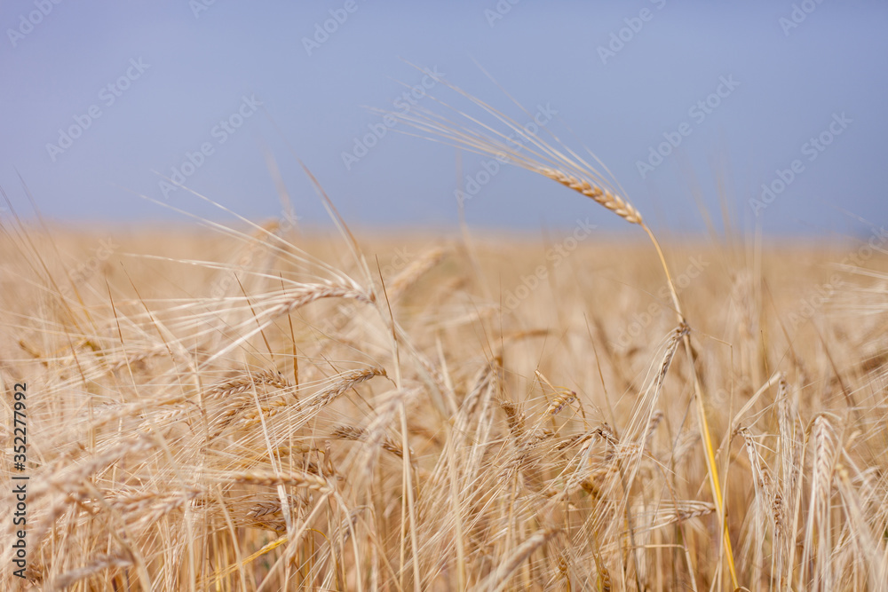 ripe Golden wheat in the field, wheat ears ripe Golden wheat in the field, wheat ears