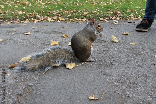 Eichhörnchen mit langem, flauschigem Schwanz