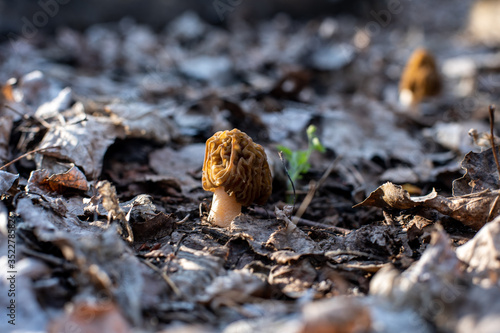 edible mushroom of the Morel family in the forest