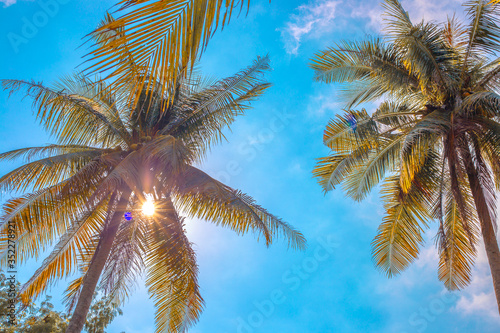 palm trees with coconuts on a background of the sky in a tropical forest