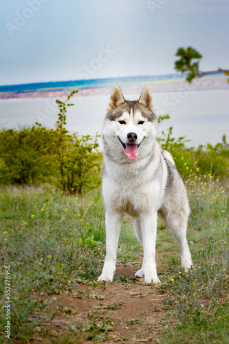 Portrait of a Siberian Husky. Close-up. A dog is standing on the grass. Landscape. Background river. A purebred dog without a leash.