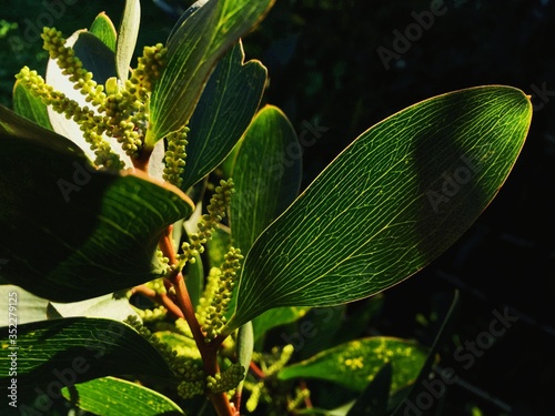 green leaves with prominent veins