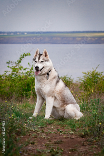 Siberian husky dog. Bright green trees and grass are on the background. Husky is sitting on the grass. Portrait of a Siberian husky close up. Dog in the nature. Walk with a husky dog.