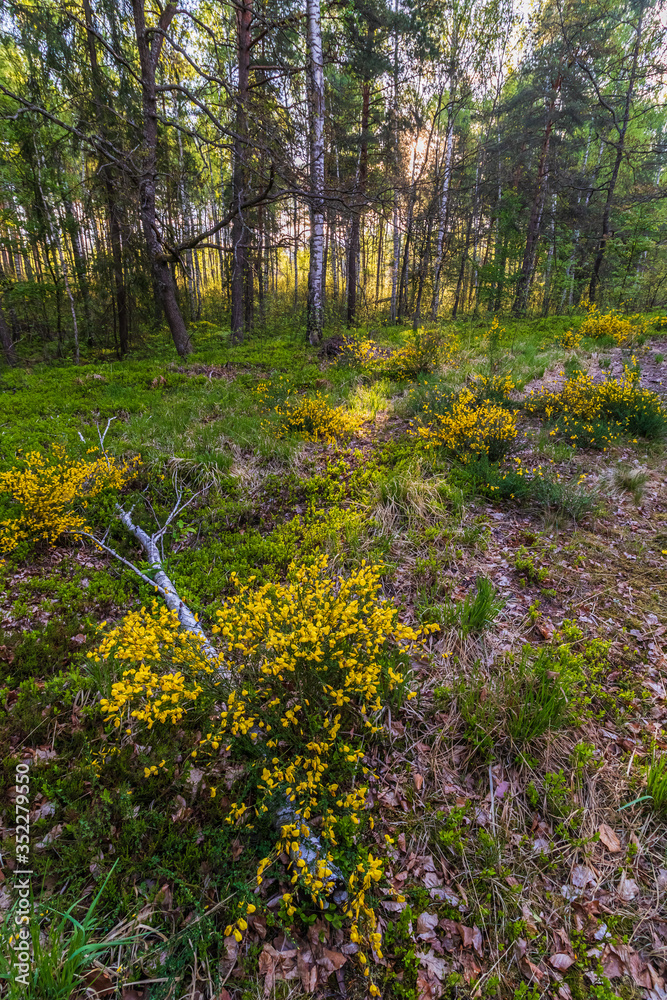 Fototapeta premium Kwitnące żarnowce