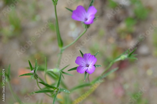 Blume, lila