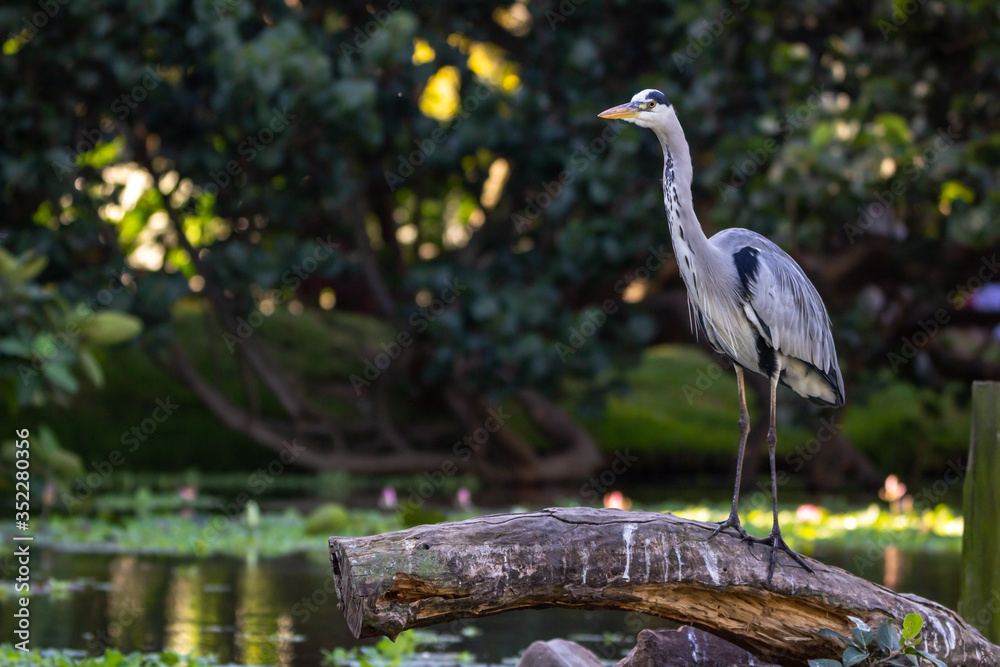 Fototapeta premium Grey heron bird perched on tree